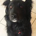 Dog Sitting Customer Review